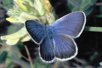 Plebejus trappi