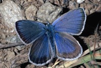 Plebejus trappi