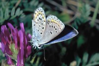 Plebejus trappi