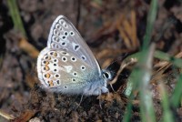 Polyommatus eros