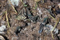 Pyrgus serratulae