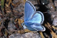 Polyommatus eros