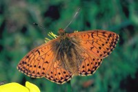 Boloria pales