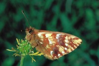 Boloria pales