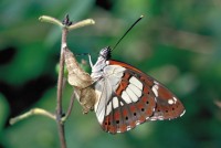 Limenitis reducta