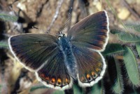 Plebejus trappi