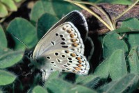 Plebejus trappi