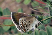 Plebejus trappi