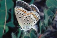 Plebejus trappi