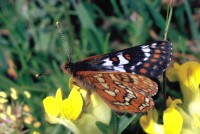 Euphydryas cynthia