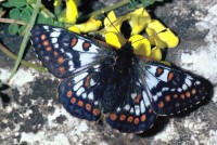 Euphydryas cynthia