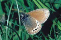 Coenonympha gardetta