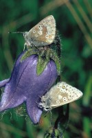 Agriades glandon