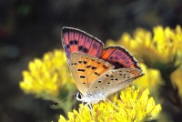 Lycaena alciphron ssp. gordius