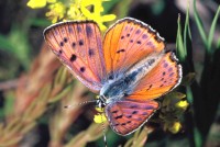 Lycaena alciphron ssp. gordius