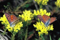 Lycaena alciphron ssp. gordius