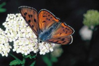 Lycaena alciphron ssp. gordius