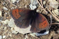 Erebia pandrose