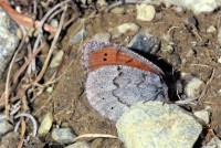 Erebia pandrose