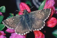 Pyrgus serratulae