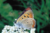 Lycaena alciphron ssp. gordius