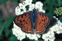 Lycaena alciphron ssp. gordius