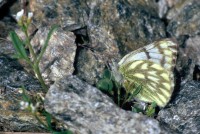 Pontia callidice