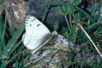 Pontia callidice