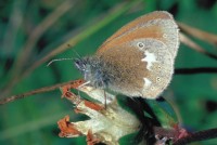 Coenonympha glycerion