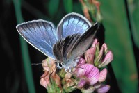 Agrodiaetus damon