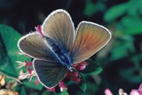 Cyaniris semiargus