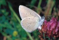 Cyaniris semiargus