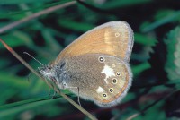 Coenonympha glycerion