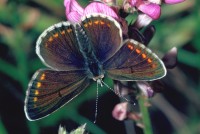 Aricia agestis