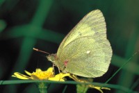 Colias palaeno