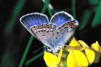 Plebejus argus