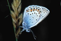 Plebejus argus