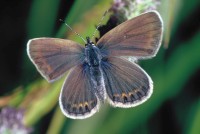 Plebejus argus