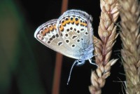 Plebejus argus