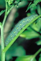 Pieris bryoniae