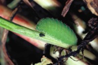 Lycaena phlaeas