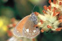 Coenonympha glycerion