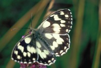 Melanargia galathea