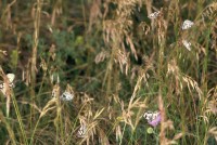 Melanargia galathea