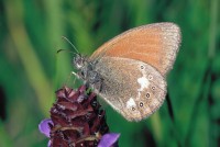 Coenonympha glycerion