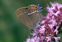 Satyrium spini