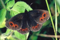 Erebia aethiops