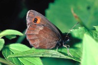 Erebia aethiops