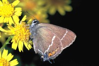 Satyrium spini