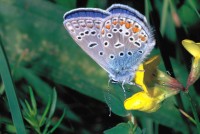 Polyommatus icarus